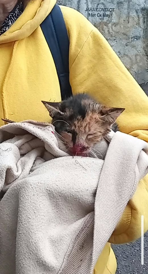 May be an image of cat