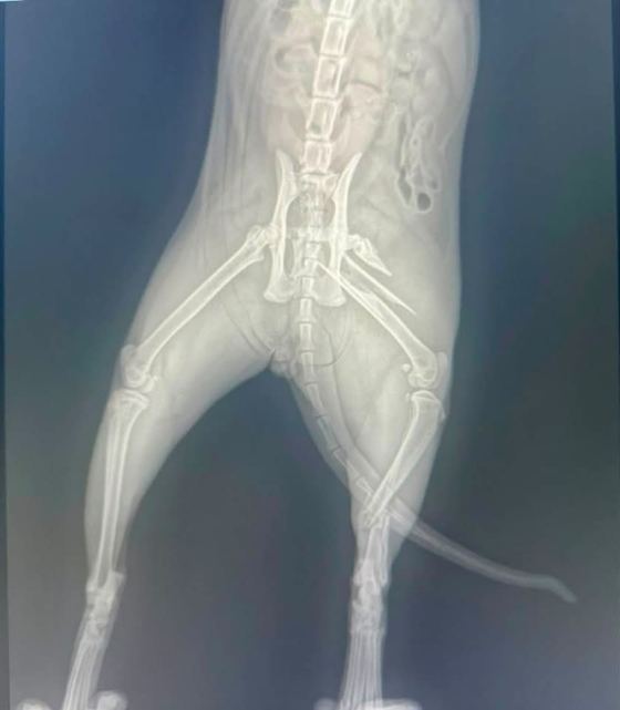 May be an image of xray