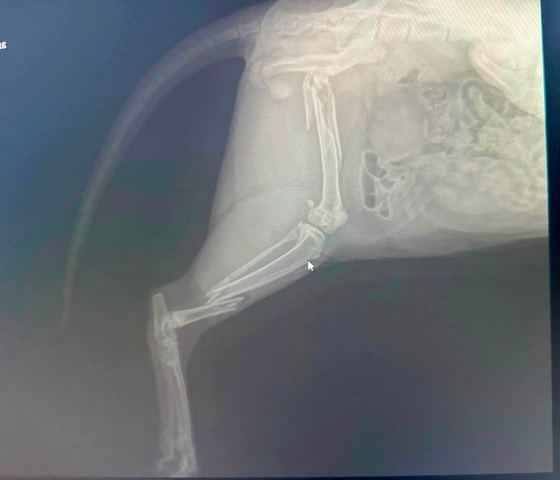 May be an image of xray