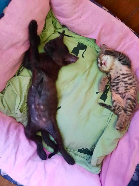 May be an image of cat