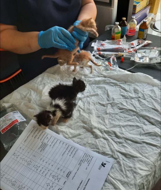 May be an image of animal, hospital and text