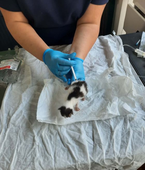 May be an image of rabbit and rat