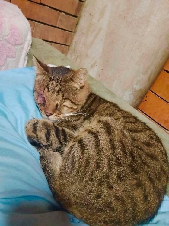 May be an image of cat