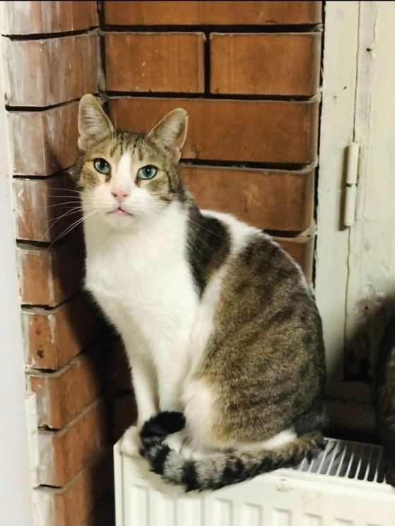 May be an image of cat