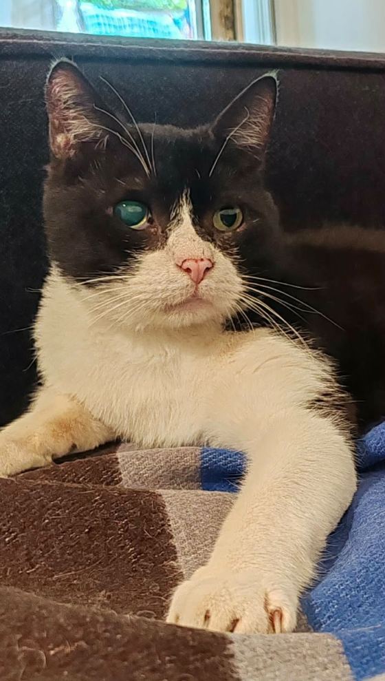 May be an image of cat