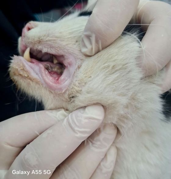 May be an image of ferret, rabbit and tick