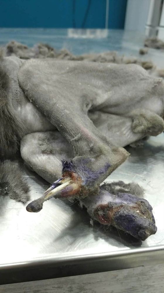 May be an image of rabbit