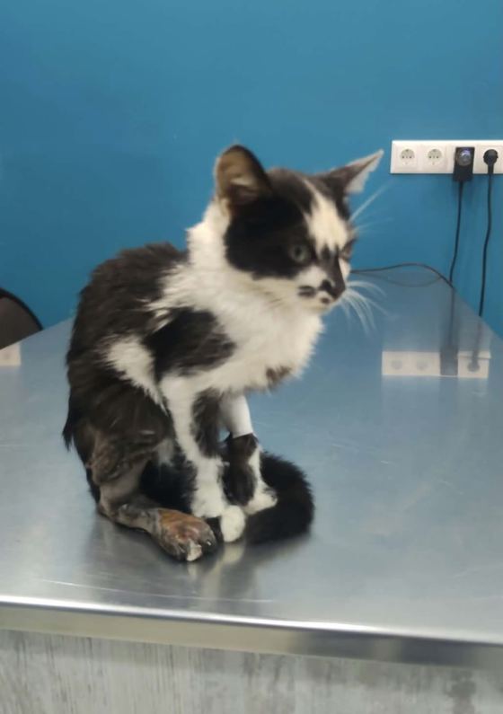 May be an image of cat