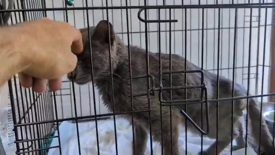 ვიდეო