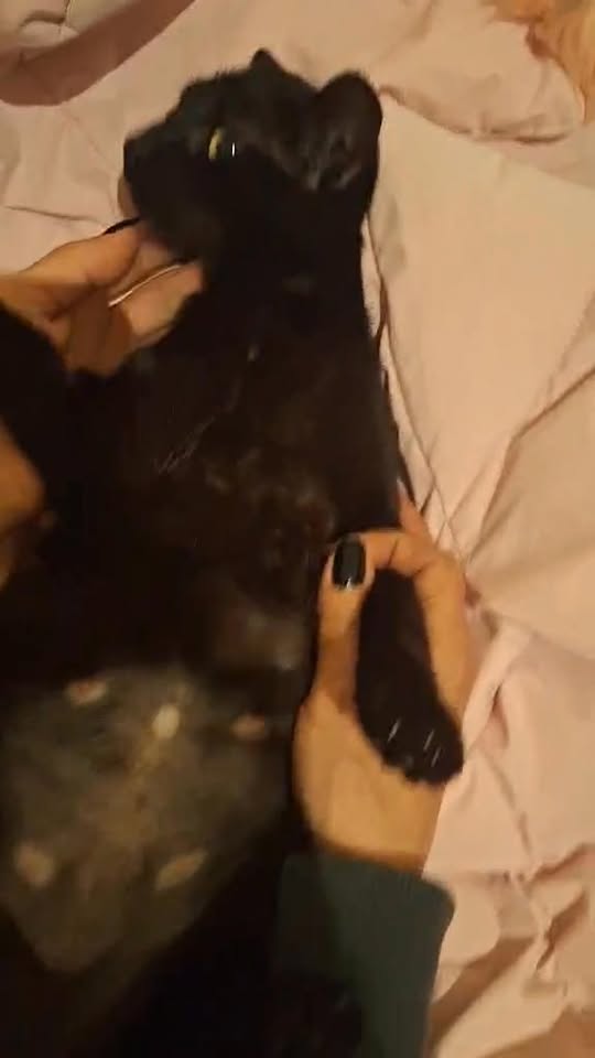 ვიდეო