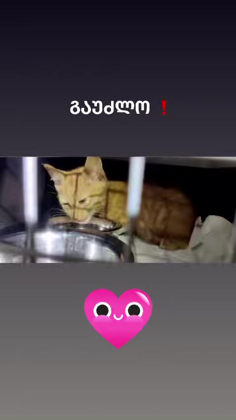 ვიდეო